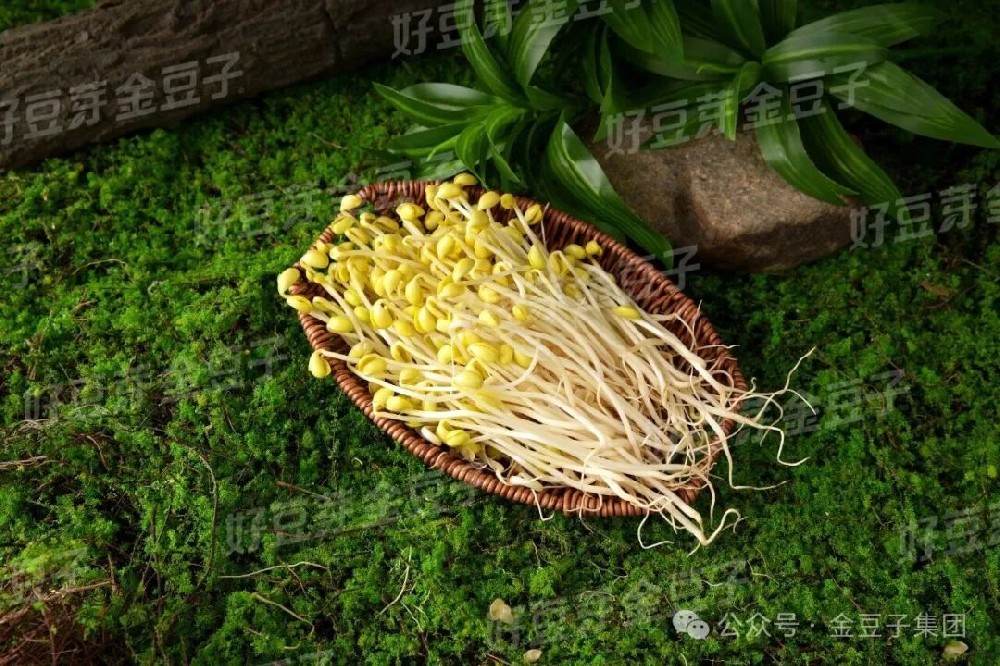 什么是清水豆芽？标准是谁参与起草制定的？
